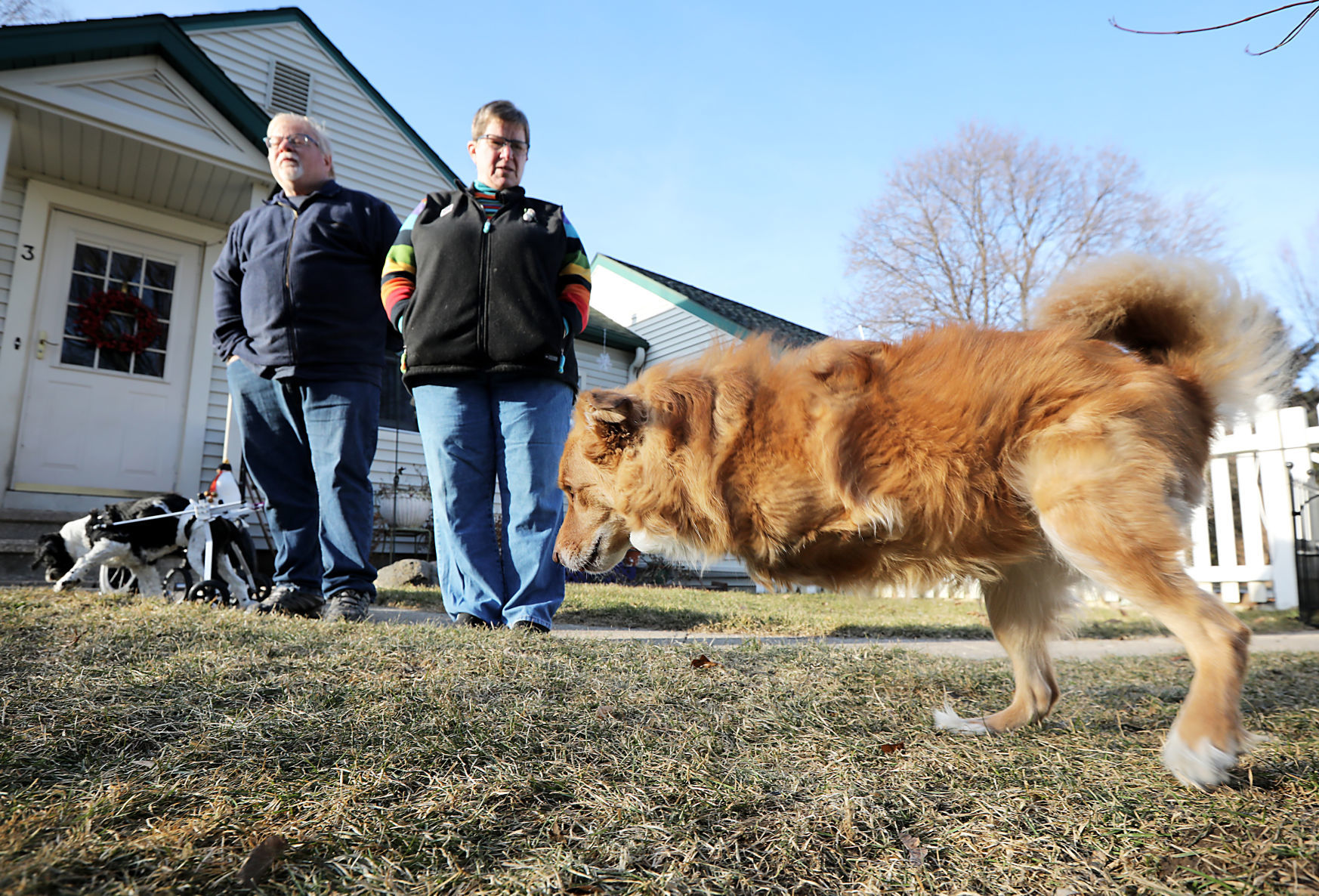 Adaptive Dog Cart